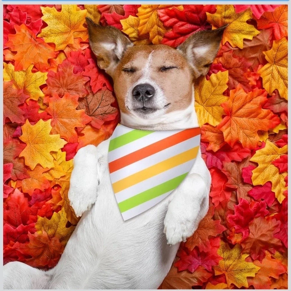 50 Pcs Dog Bandanas Bulk Polka Dot Stripe Bandanas Triangle Kerchief 4 Styles